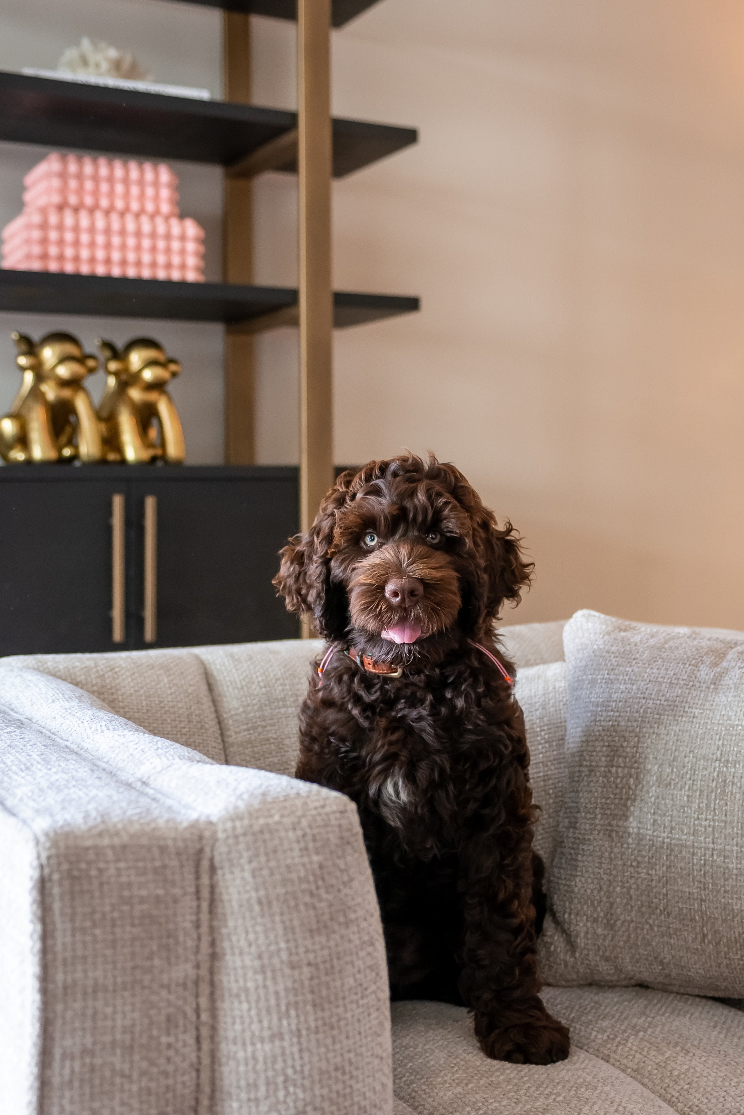 Display cabinet Cambon dark coffee