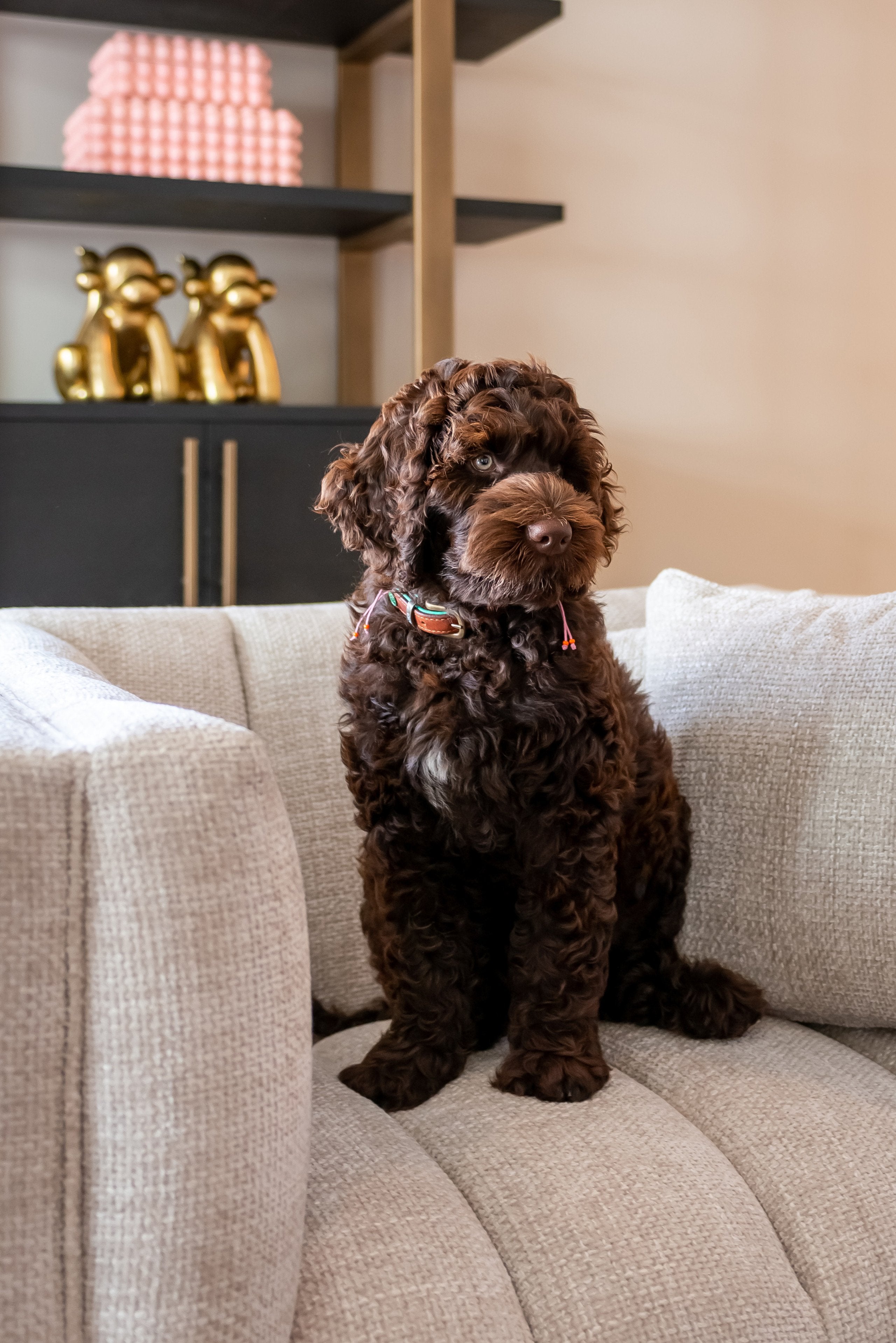 Display cabinet Cambon dark coffee